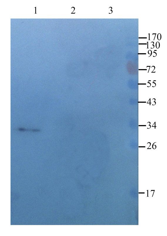 FOLR2 Rabbit Polyclonal Antibody