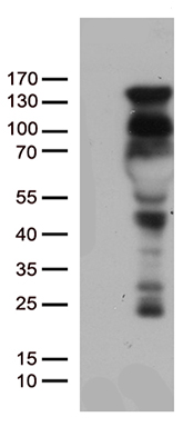 FOLR3 antibody