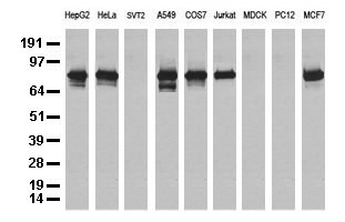 FOLR3 antibody