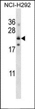 FOLR3 antibody