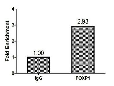 Forkhead box protein P1 antibody