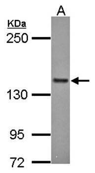 formin-like 1 antibody
