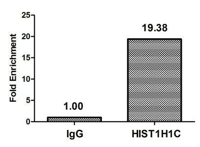Formyl-HIST1H1C (K74) antibody