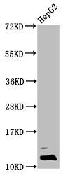 Formyl-HIST1H4A (K31) antibody