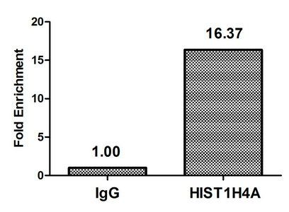 Formyl-HIST1H4A (K77) antibody