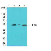 FOS antibody