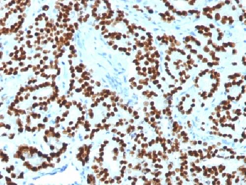 FOXA1 Antibody