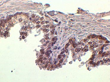 Goat anti-FOXA1 / HNF3A Antibody