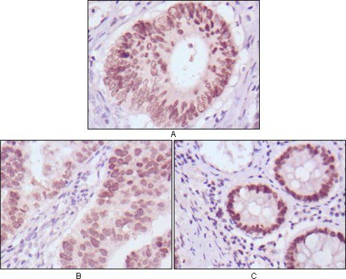 FOXA2 Antibody