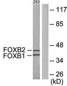 FOXB1/2 antibody