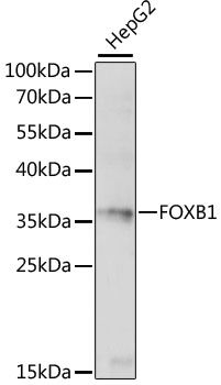 FOXB1 antibody
