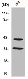 FOXB1 antibody