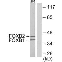 FOXB1 antibody