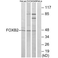 FOXB2 antibody