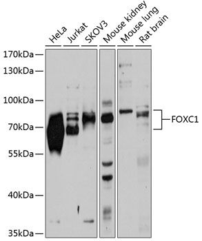 FOXC1 antibody