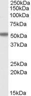 Goat anti-FOXC2 Antibody