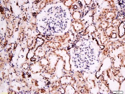 FOXD1 Rabbit Polyclonal Antibody