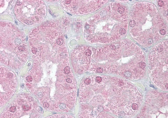 Goat anti-FOXD1 / FREAC4 / FKHL8 Antibody
