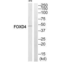 FOXD4 antibody