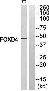 FOXD4 antibody