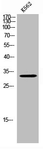 FOXE3 Antibody