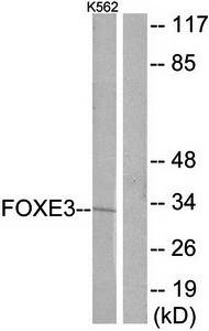 FOXE3 antibody