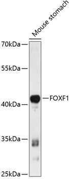 FOXF1 antibody