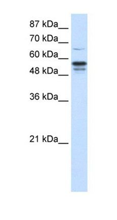 FOXG1 antibody