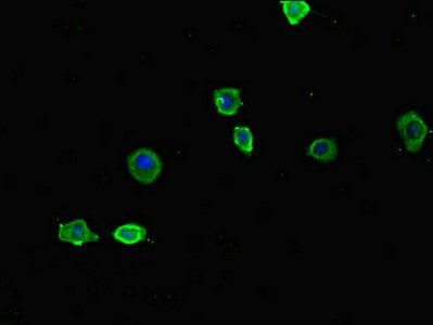 FOXG1 antibody