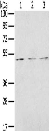 FOXG1 antibody