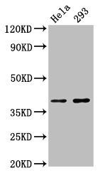 FOXH1 antibody