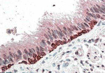 Goat anti-FOXI3 / Forkhead box I3 Antibody