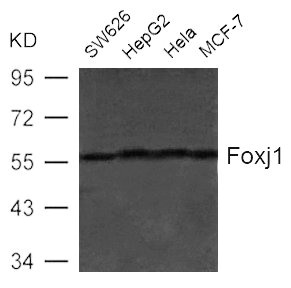 FOXJ1 antibody