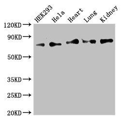 FOXK1 antibody