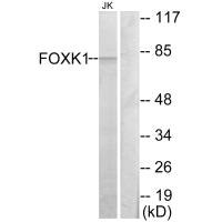FOXK1 antibody
