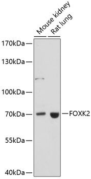 FOXK2 antibody