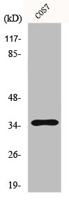 FOXL1 antibody