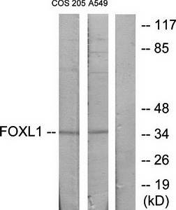 FOXL1 antibody