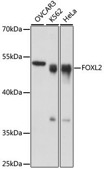 FOXL2 antibody