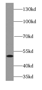 FOXL2-Specific antibody