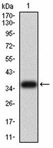 FOXM1 Antibody