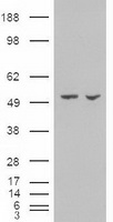 FOXN2 antibody