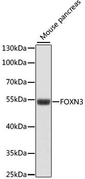 FOXN3 antibody