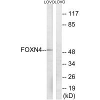 FOXN4 antibody