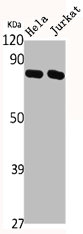 FOXO1 Antibody