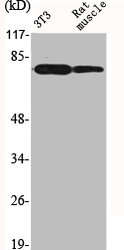FOXO1 Antibody