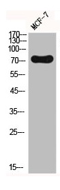 FOXO3 Antibody