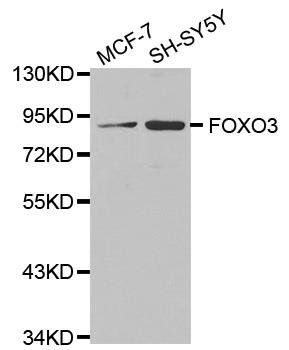 FoxO3a antibody
