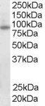 Goat anti-FOXO3A / FOXO3 / FKHRL1 Antibody