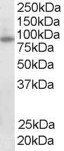 FOXO3 antibody